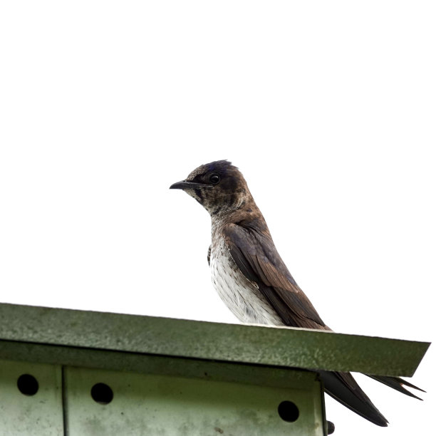 女性紫色马丁的侧面图片下载