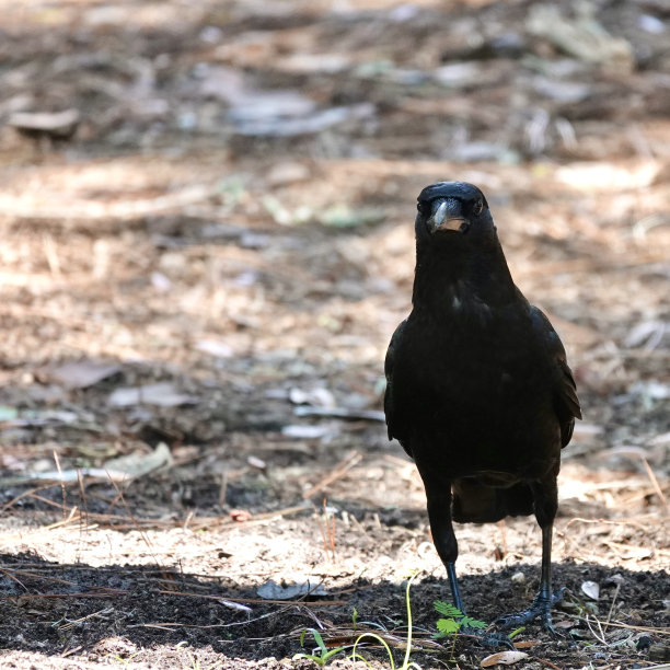 面对镜头的乌鸦图片下载