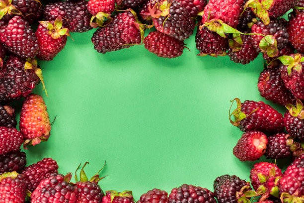 新鲜的黑莓在绿色的背景与复制空间图片下载