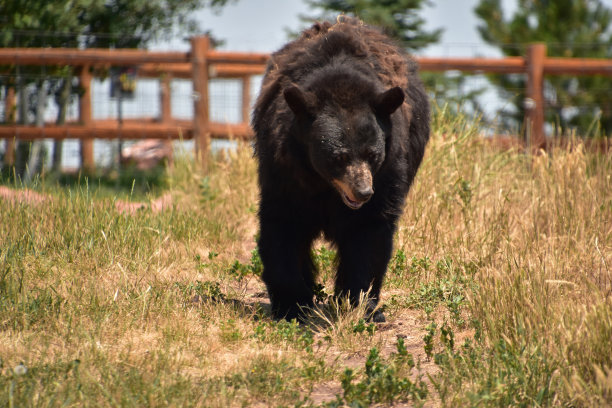 大黑熊在围栏院子里散步图片下载