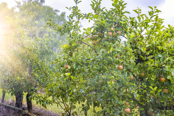 苹果园的灌溉系统图片下载