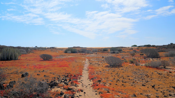 一片被称为“barrillas”的红色植物的田野。特内里费加那利群岛图片下载