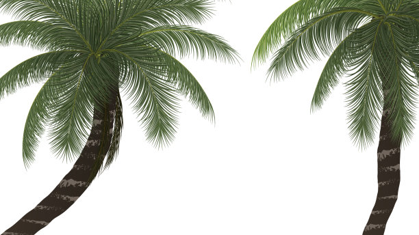 棕榈树椰子树孤立在白色图片下载