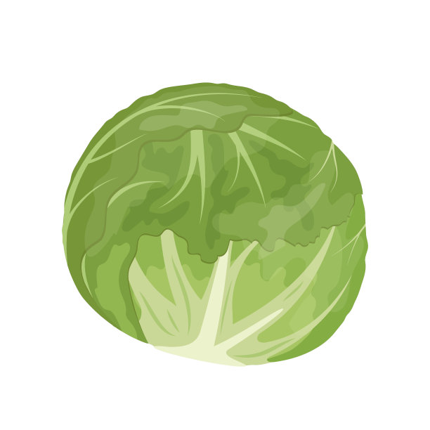 卷心莴苣蔬菜沙拉，矢量插图孤立在白色背景图片下载