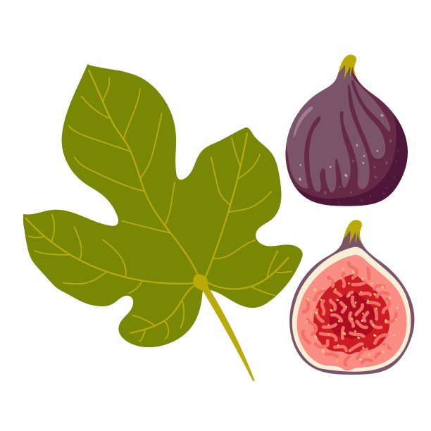 无花果，整个和一半，叶离生在白色。适合健康生活方式的夏季热带水果。紫色整体和分段果实。平面矢量设计菜单，咖啡馆，农贸市场，食谱，海报，贴纸图片下载