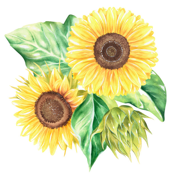 向日葵组成。水彩植物插图。孤立在白色背景上。设计图片下载
