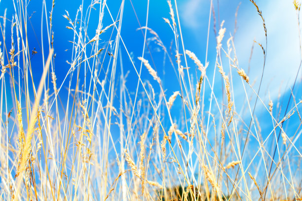 大自然。草。夏天图片下载