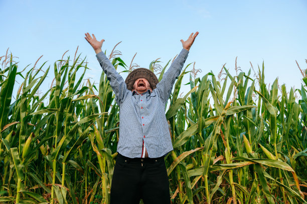 上了年纪的农民尖叫着看着镜头，高兴地举起了手，田里种着玉米图片下载