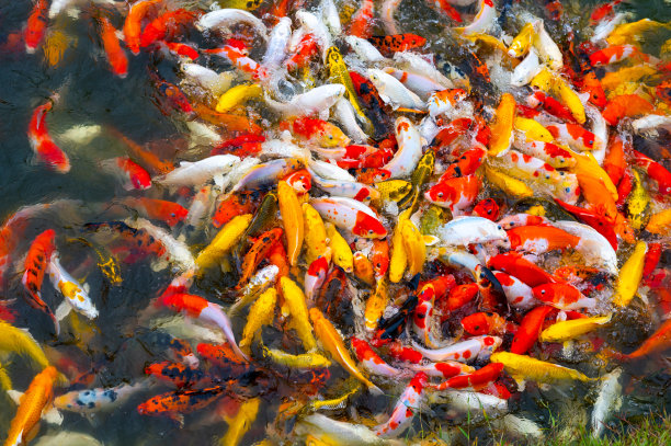 五彩缤纷的锦鲤鱼，锦鲤在池塘里挤作一团争夺食物。它们张开嘴吃东西。有选择性的重点。图片下载