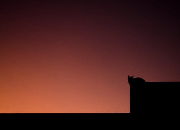 在粉红色的夕阳下，屋顶上小猫的剪影。图片下载