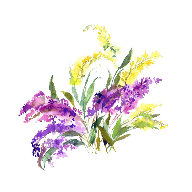 黄紫色的野花。水彩花束绘画。花卉贺卡装饰。婚礼邀请花设计。图片下载