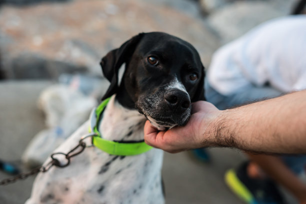 男人触摸小狗的横版照片图片下载