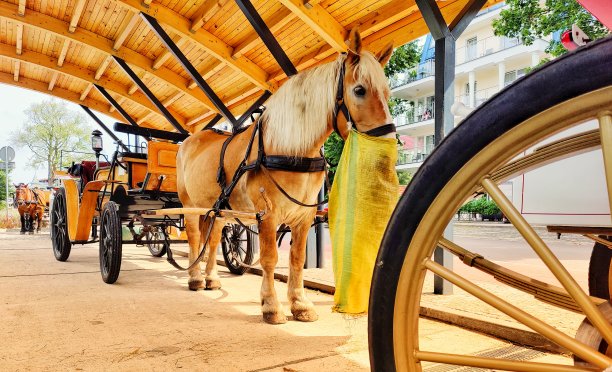 喂养利用马图片下载