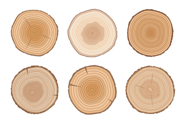 树的横截面集合。带有树木年轮的木制元素。孤立在白色背景。图片下载