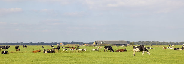 牛群在牧场上吃草、躺着，一群平静而阳光明媚的牛群在一片广阔的平地和蓝天上图片下载