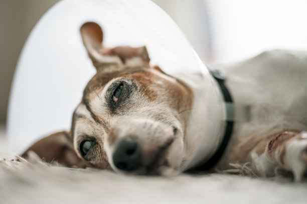 悲伤的生病小狗穿着防护筒躺在白色的地毯上图片下载
