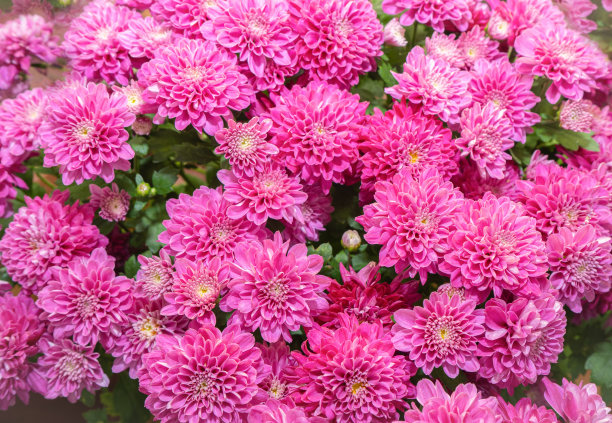 菊花的花。图片下载