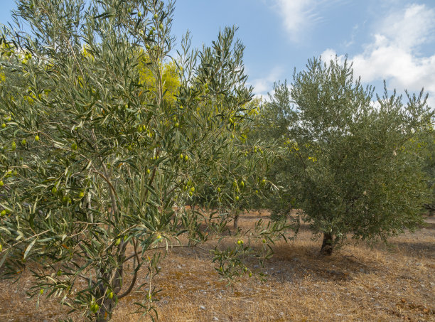 村庄的橄榄花园和希腊的天空与积云的全景图片下载