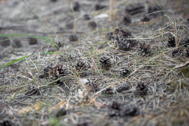 爱沙尼亚森林中的松果图片下载