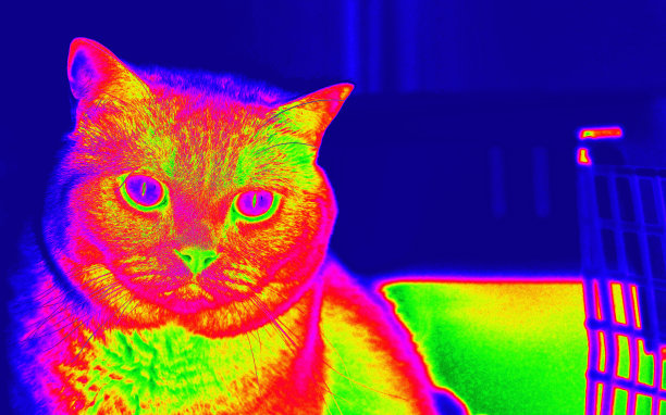 热像仪的效果。小猫五颜六色，可爱地看着镜头里的相机。图片下载