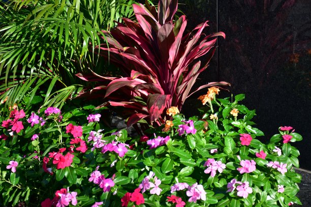 花园里的异域植物和鲜花图片下载