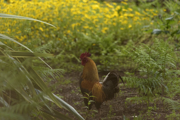 公鸡图片下载