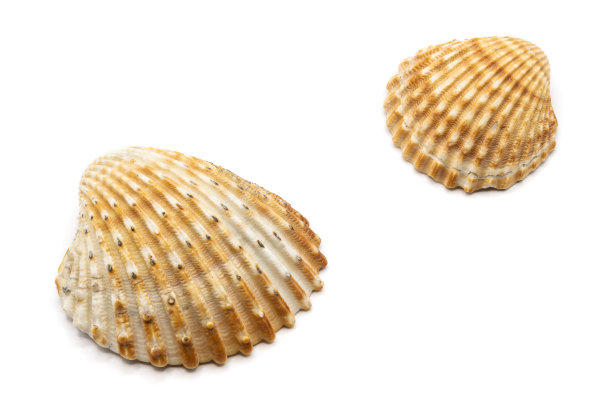 白底贝壳的特写图片图片下载