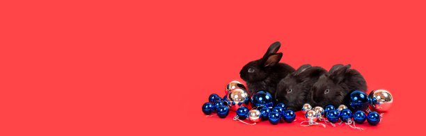 三只黑兔子坐在蓝色和白色的圣诞球之间，红色背景孤立。野兔是东历2023年的象征。新年节日礼券。国旗的颜色图片下载