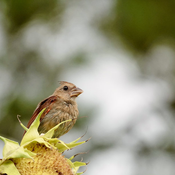 少年红衣主教栖息在向日葵上图片下载