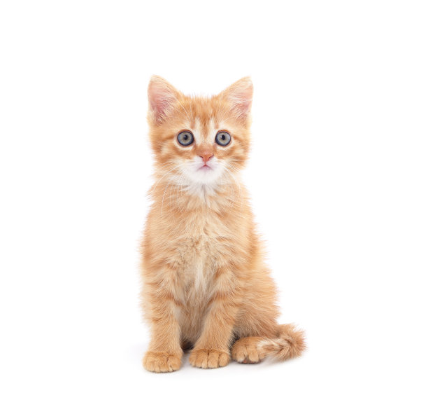 一只小红猫坐着。图片下载