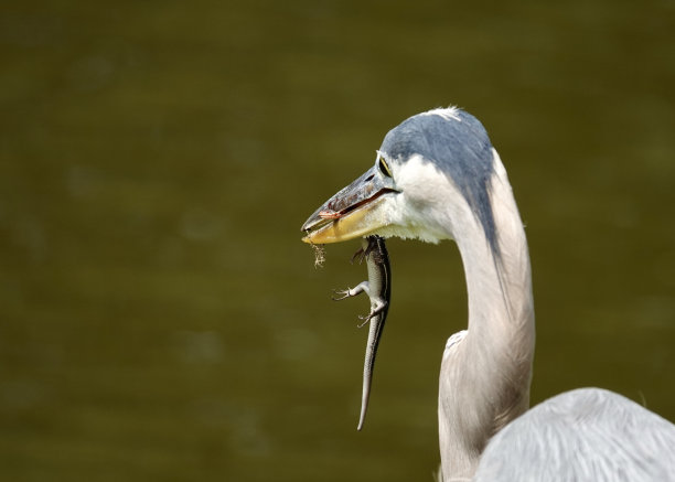 大蓝鹭与石龙子图片下载