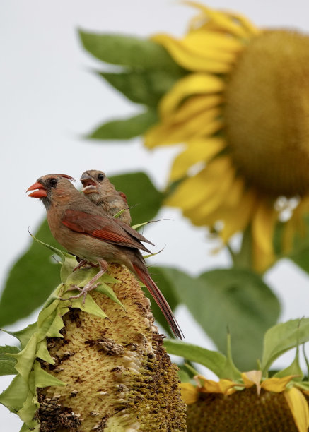 幼年北方红衣主教图片下载