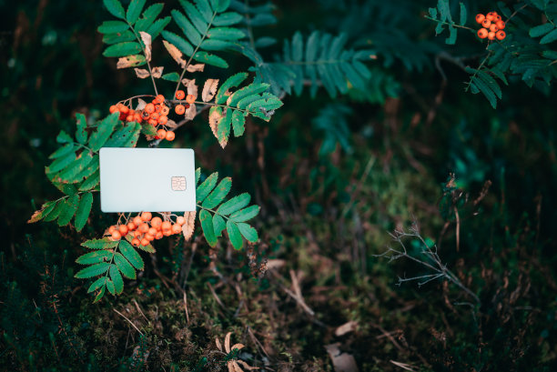 在森林里的一根花楸树枝上，有一张白色的银行卡。为自然付出的概念。副本的空间。图片下载