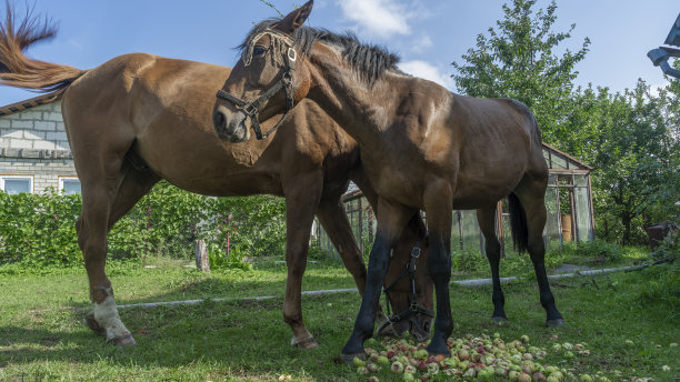 马在草地上吃苹果。吃苹果的马的嘴。一匹在户外吃水果的马。图片下载
