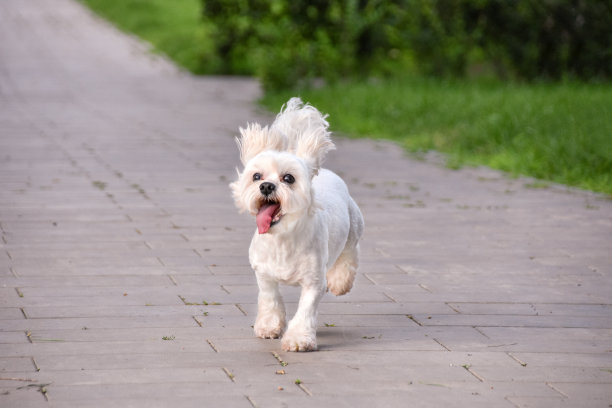 欢快的马耳他犬在绿色草地的背景下沿着公园的小路奔跑图片下载