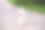 欢快的马耳他犬在绿色草地的背景下沿着公园的小路奔跑图片下载