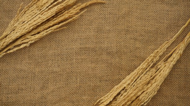 在棕色纹理背景上分离的小麦穗图片下载