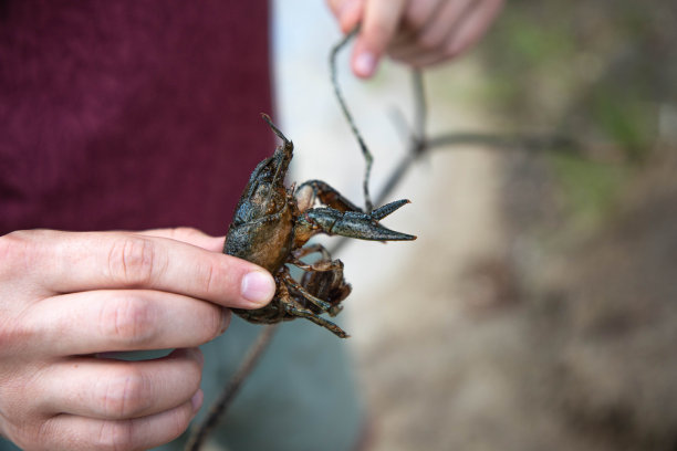 一个人手里握着一个癌症，一个癌症用爪子抓着一根小树枝。图片下载