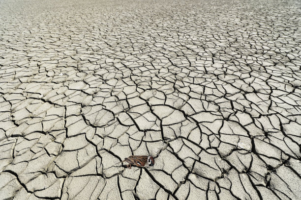 一只死鸟躺在干涸的湖面上图片下载