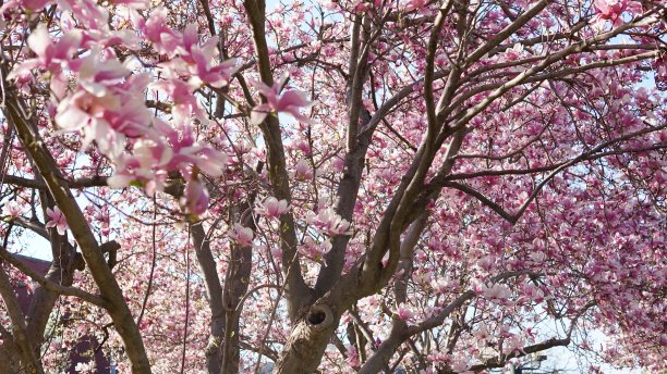 一棵开满花的大木兰树图片下载