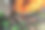 严重干旱期间有森林火灾的危险图片下载
