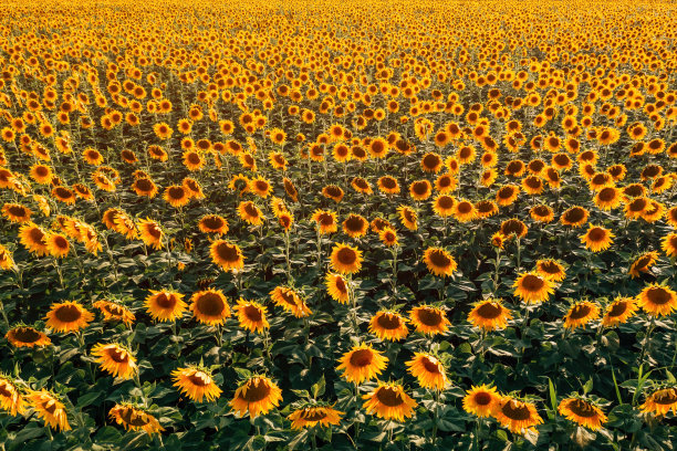 从无人机角度看盛开的向日葵种植场的高角度视图图片下载