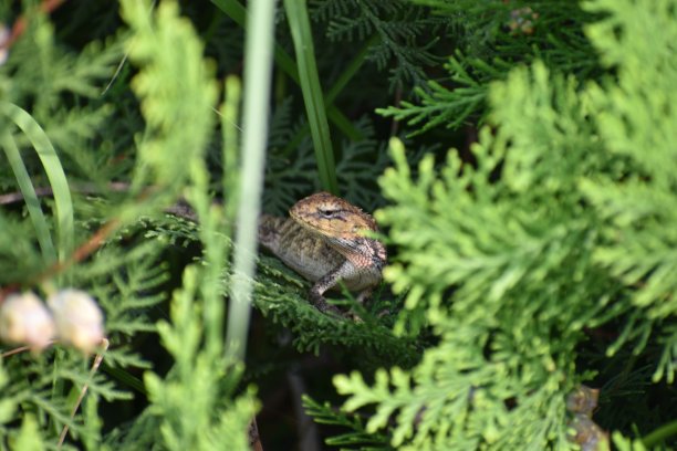 变色龙/蜥蜴图片下载