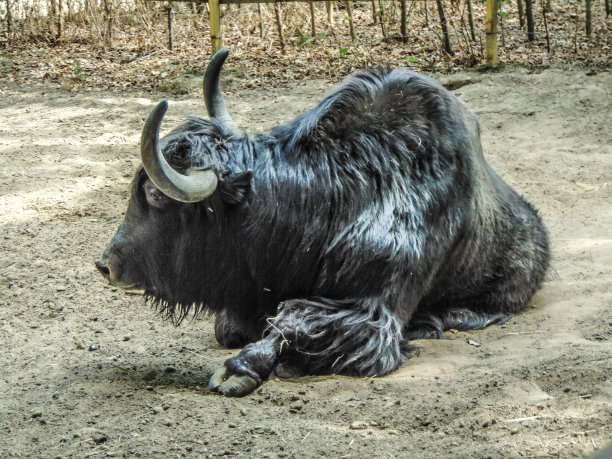 夏天地上有黑牦牛图片下载