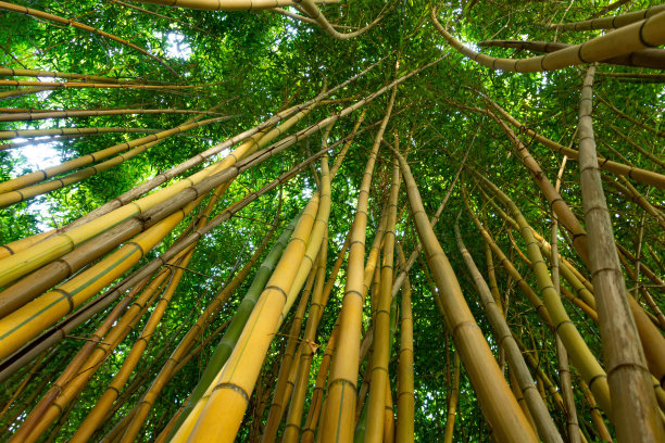 竹林翠绿密密密密，看顶部，生态纹理。图片下载