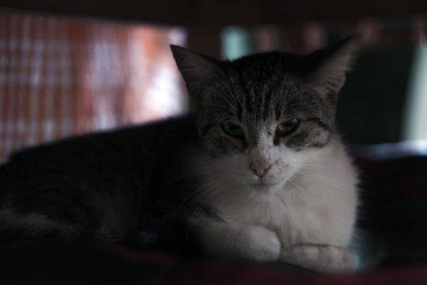 家猫在桌子底下。图片下载