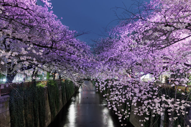 目黑河边的夜樱花盛开图片下载