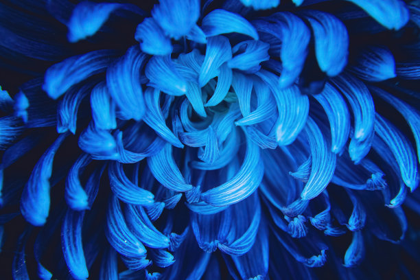 靠近一朵蓝色的花图片下载