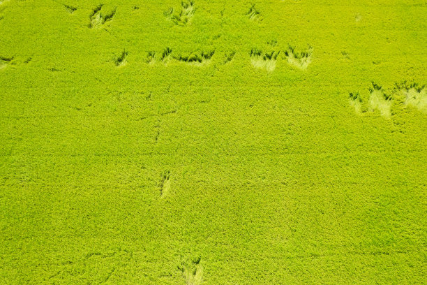 田田稻田以景观绿色格局自然为背景图片下载