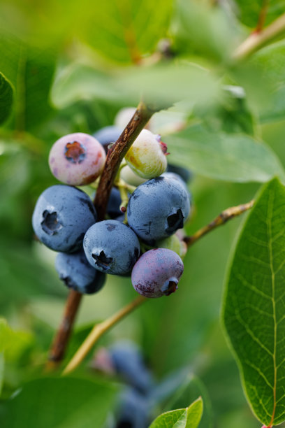 近距离观察灌木上的蓝莓图片下载